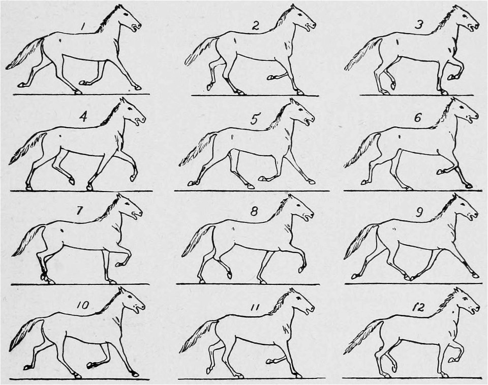Descriptive Zoopraxography 053