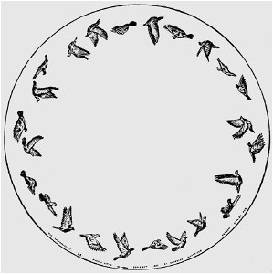 Descriptive Zoopraxography Pigeons Flying