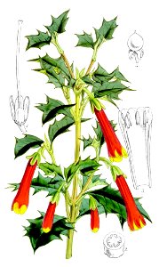 Desfontainia spinosa-cropped