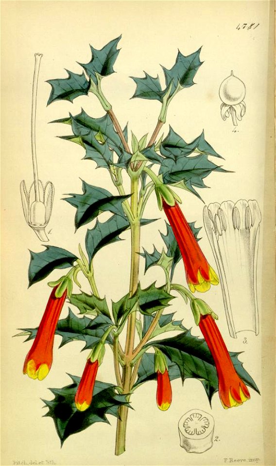 Desfontainia spinosa-original