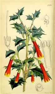 Desfontainia spinosa-original