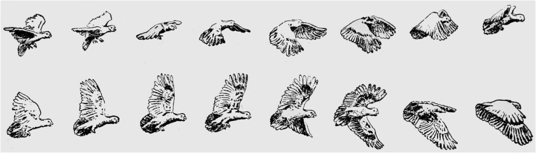 Descriptive Zoopraxography 099a