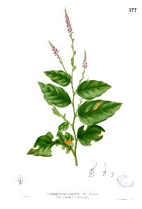 Desmodium gangeticum Blanco2.377