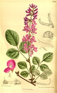 Desmodium cinerascens 145-8805