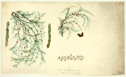 Design for asparagus set LCCN2004662404