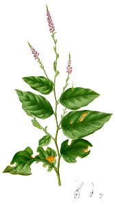 Desmodium gangeticum Blanco2.377-cropped