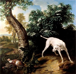 Desportes, Chienne Blanche