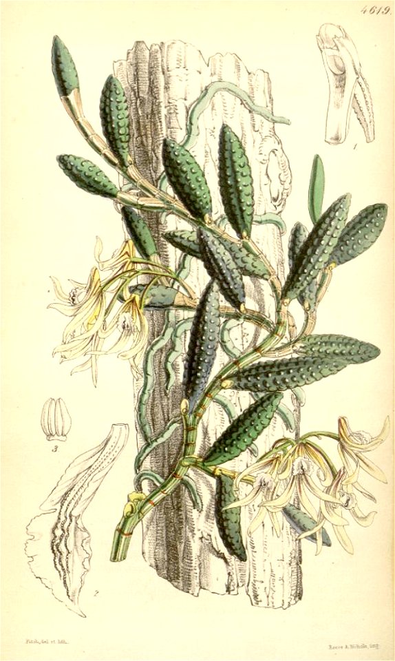 Dockrillia cucumerina