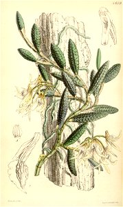 Dockrillia cucumerina