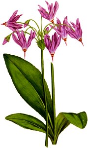 Dodecatheon meadia 1797