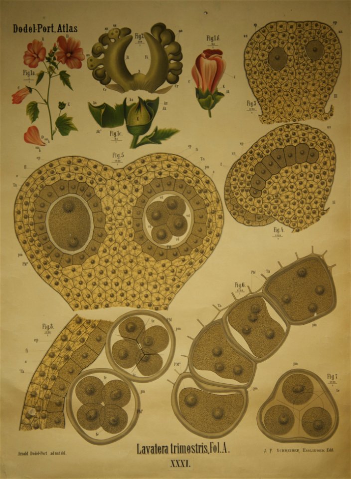 Dodel-Port Atlas Lavatera trimestris (Fol. A) XXXI