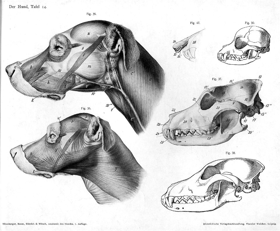 Dog anatomy head