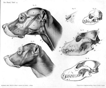 Dog anatomy head. Free illustration for personal and commercial use.