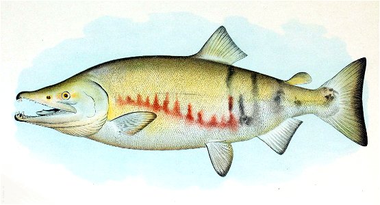 Dog Salmon Breeding Male. Free illustration for personal and commercial use.