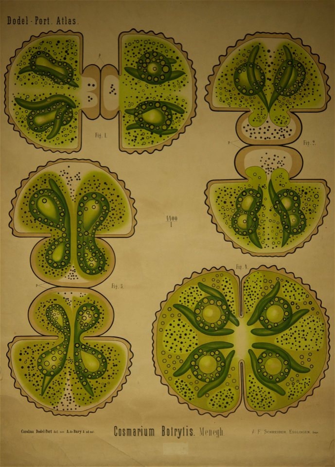 Dodel-Port Atlas Cosmarium botrytis (Menegh.) VIII