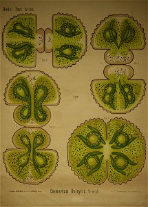 Dodel-Port Atlas Cosmarium botrytis (Menegh.) VIII