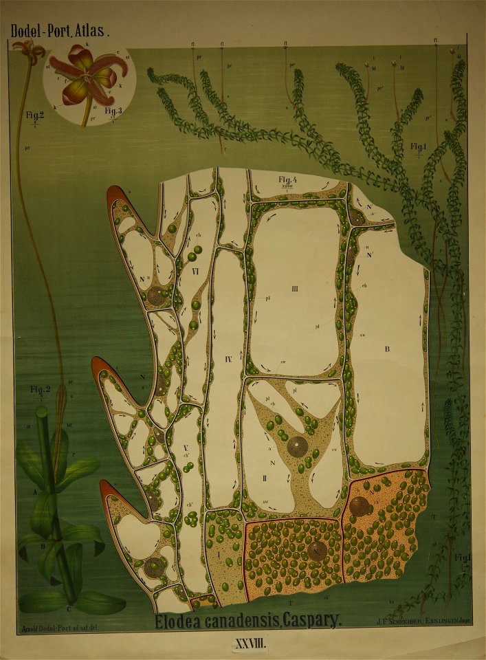 Dodel-Port Atlas Elodea canadensis (Caspary) XXVIII