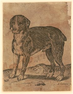 Dog) - A. Caraza LCCN2015650873