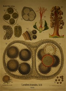 Dodel-Port Atlas Lavatera trimestris (Fol. B) XXXII 01