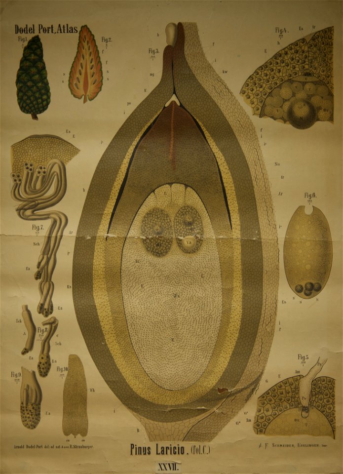Dodel-Port Atlas Pinus laricio (Fol. C) XXVII