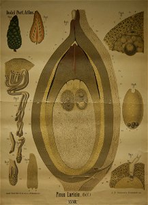 Dodel-Port Atlas Pinus laricio (Fol. C) XXVII
