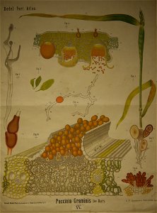 Dodel-Port Atlas Puccinia graminis (De Bary) XV