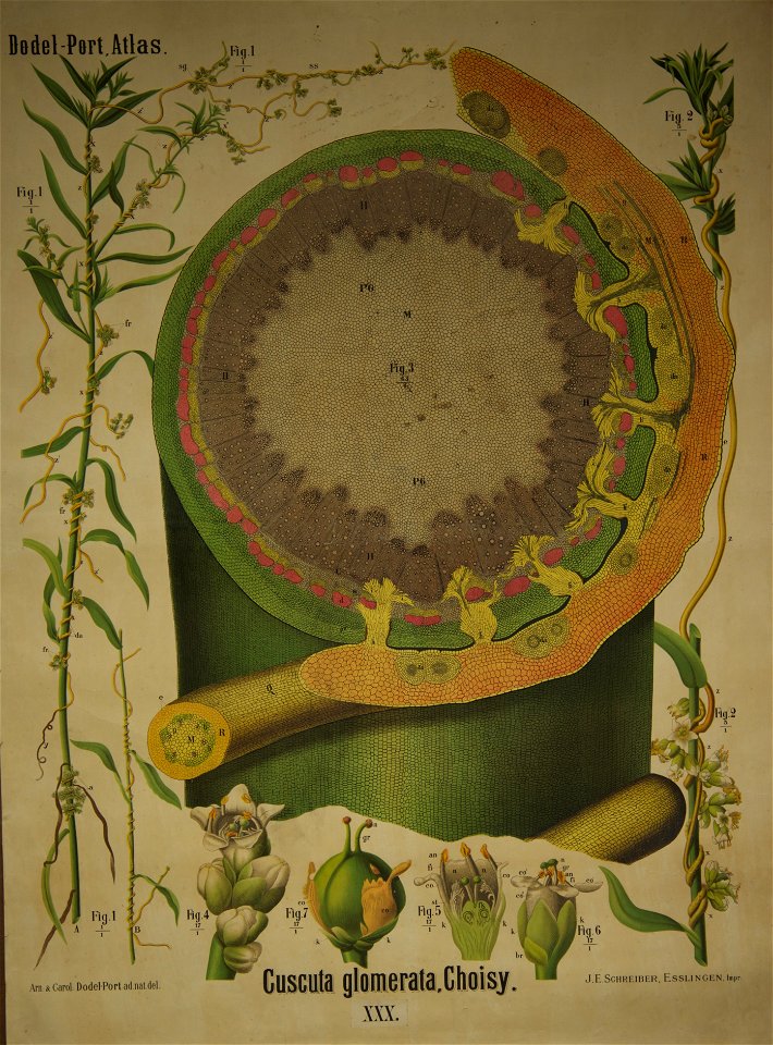 Dodel-port Atlas Cuscuta glomerata (Choisy) XXX