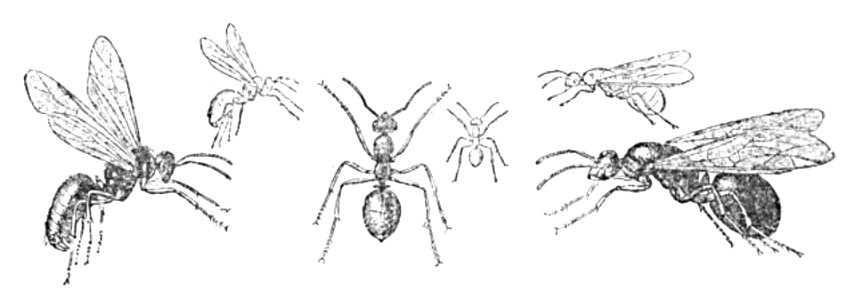 Doktór Muchołapski p131