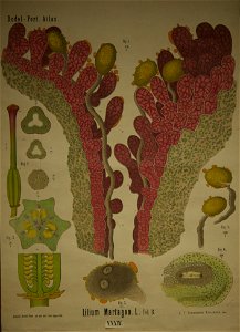 Dodel-Port Atlas Lilium martagon (L. Fol. B) XXXIV