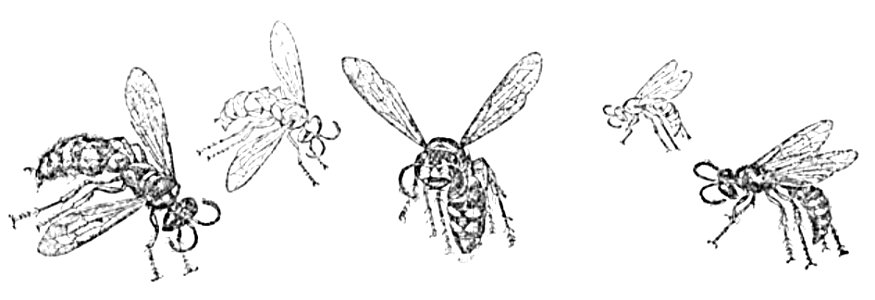 Doktór Muchołapski p152