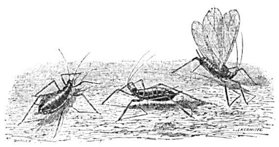 Doktór Muchołapski p176