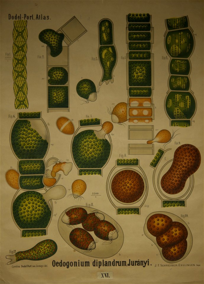 Dodel-Port Atlas Oedogonium diplandrum (Juranyi) XVI