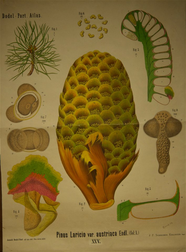 Dodel-Port Atlas Pinus laricio var. austriaca (Endl. Fol. A) XXV