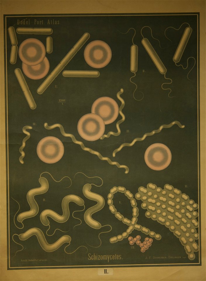 Dodel-Port Atlas Schizomycètes II