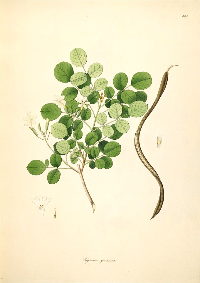 Dolichandrone falcata Roxburgh 1798 2-144