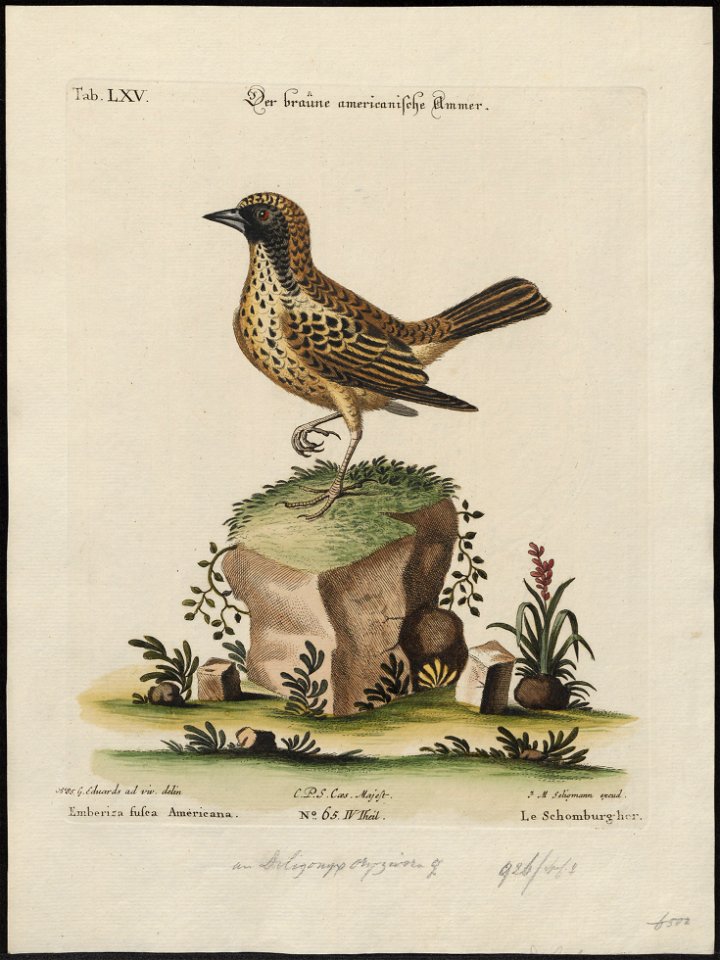 Dolichonyx oryzivora - 1700-1880 - Print - Iconographia Zoologica - Special Collections University of Amsterdam - UBA01 IZ15900043