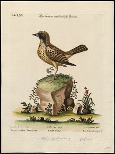 Dolichonyx oryzivora - 1700-1880 - Print - Iconographia Zoologica - Special Collections University of Amsterdam - UBA01 IZ15900043