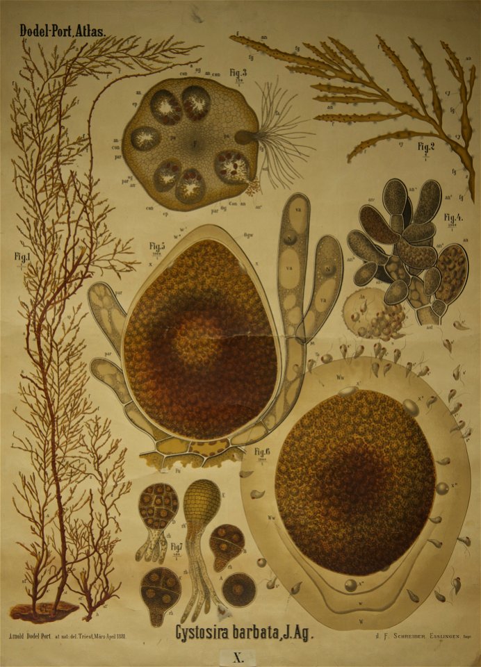 Dodel-Port Atlas Cystosira barbata (J. Ag.) X