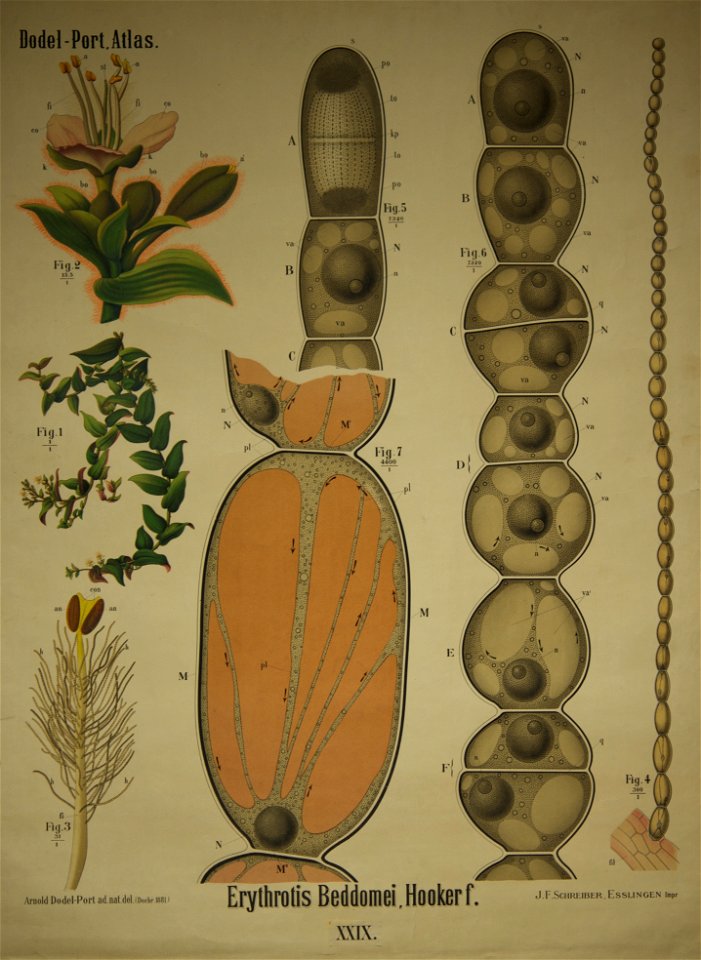Dodel-Port Atlas Erythrotis beddomei (Hooker f.) XXIX