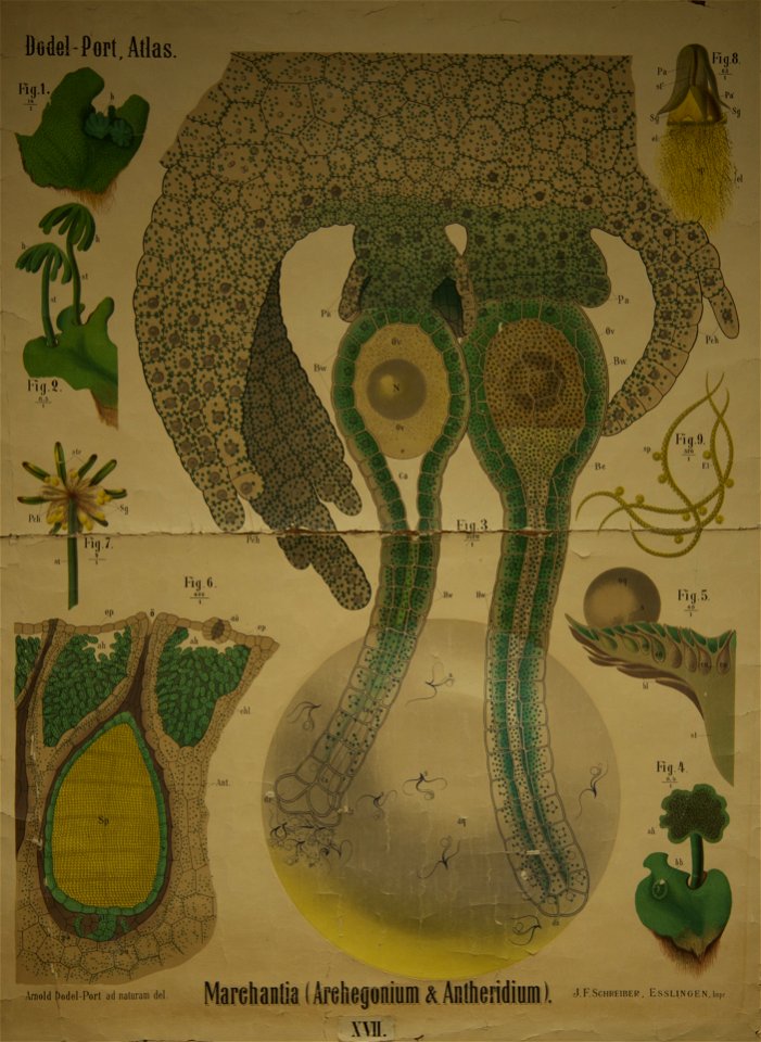 Dodel-Port Atlas Marchantia (Archegonium & Antheridium) XVII