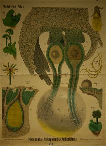 Dodel-Port Atlas Marchantia (Archegonium & Antheridium) XVII