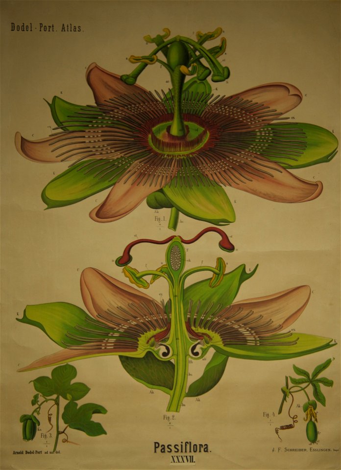 Dodel-Port Atlas Passiflora XXXVII
