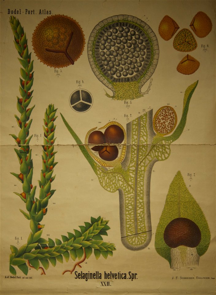 Dodel-Port Atlas Selaginella helvetica (Spr.) XXII