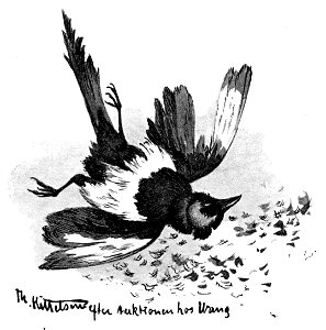 Doed fugl - dead bird