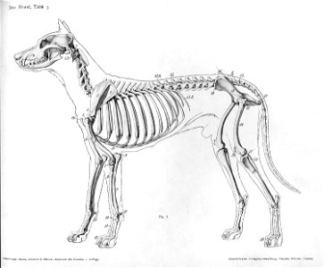Dog anatomy lateral skeleton view. Free illustration for personal and commercial use.
