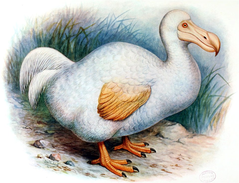 Dodo reunion-Rothschild