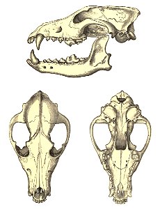 Dogs, jackals, wolves, and foxes (Wolf skull). Free illustration for personal and commercial use.