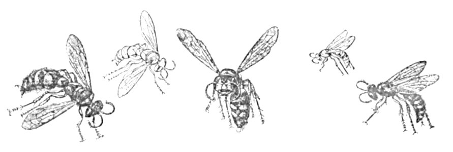 Doktór Muchołapski p036