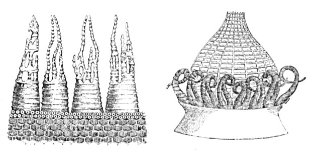 Doktór Muchołapski p193
