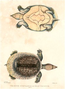Dogania subplana Hardwicke
